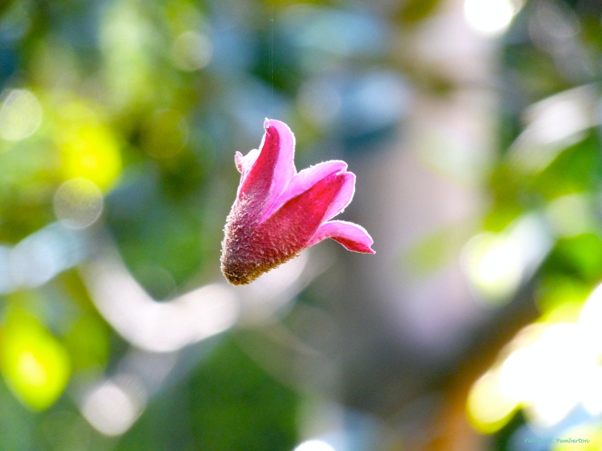 ArtByPemPhoto's tweet photo. Spring is in the air.
https://t.co/CxkQQjEAQB
#photography #Prints #AcrylicPrints #wallartforsale https://t.co/VSZafBuI2e