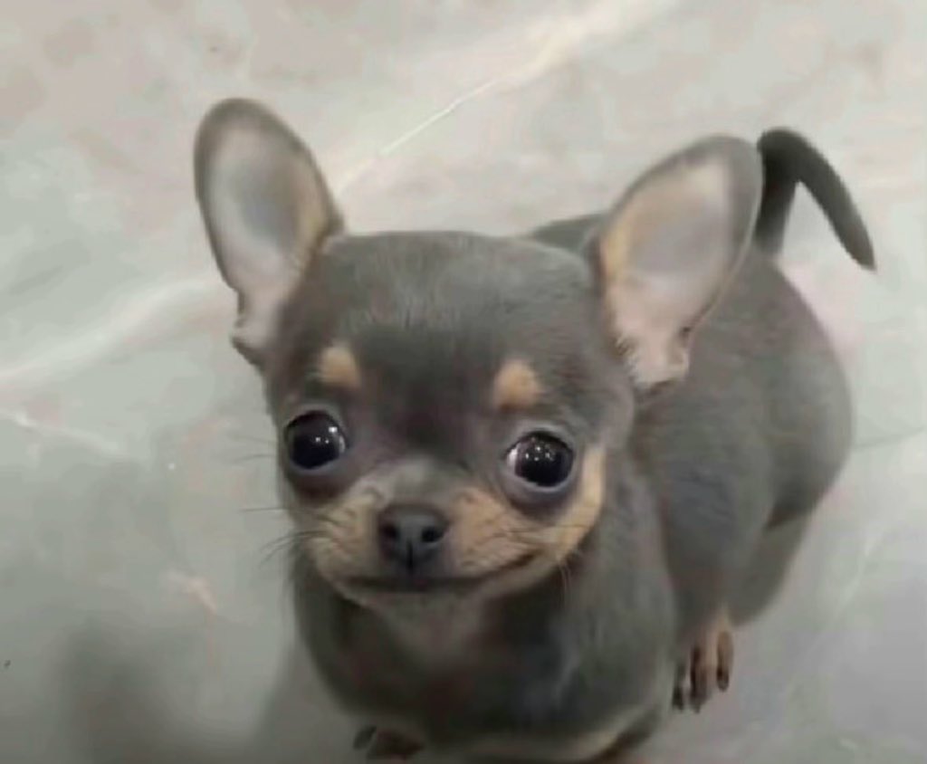 Lala 🦌 julie’s wife tweet media