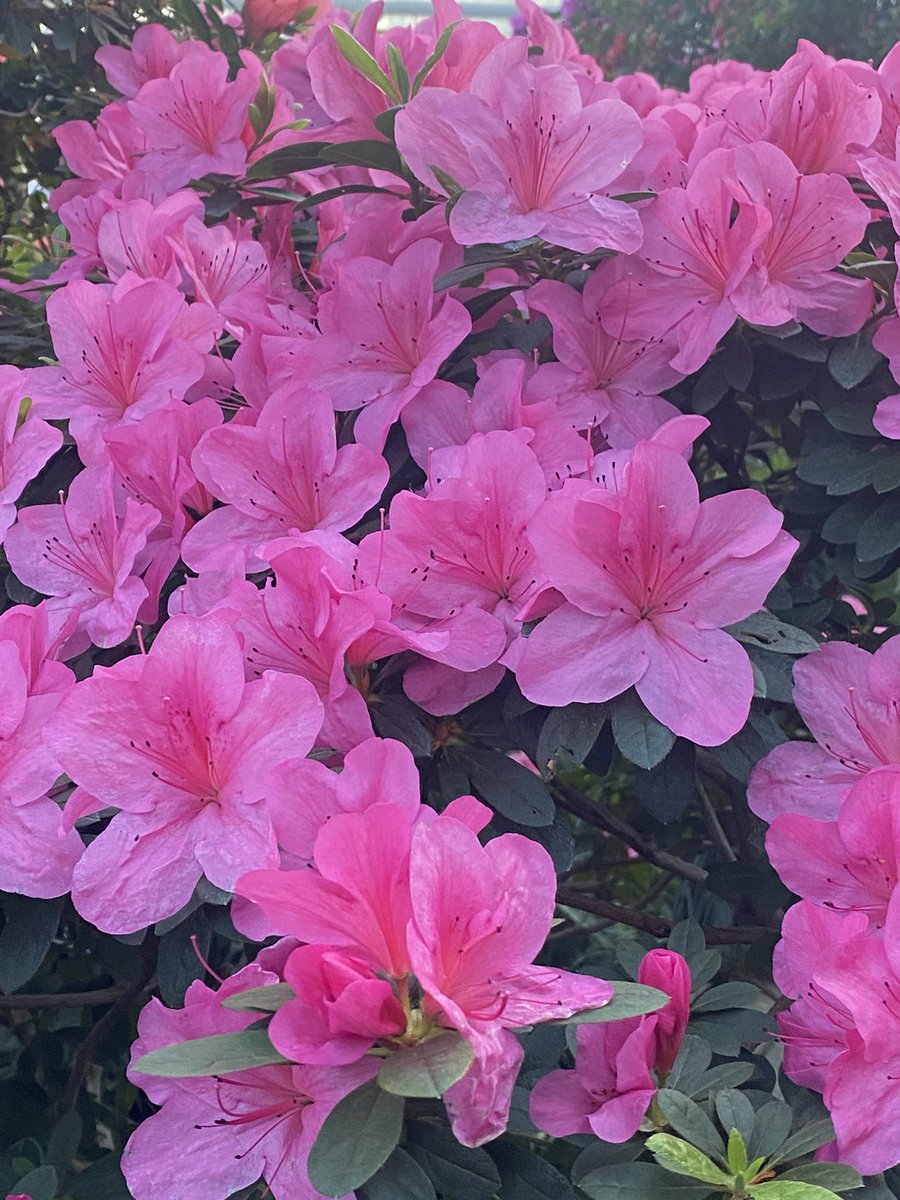 Бабай волохатий tweet media