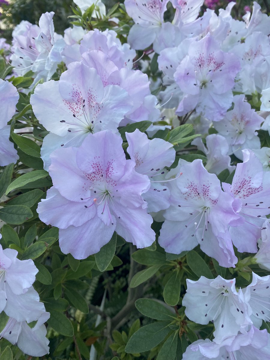 Бабай волохатий tweet media