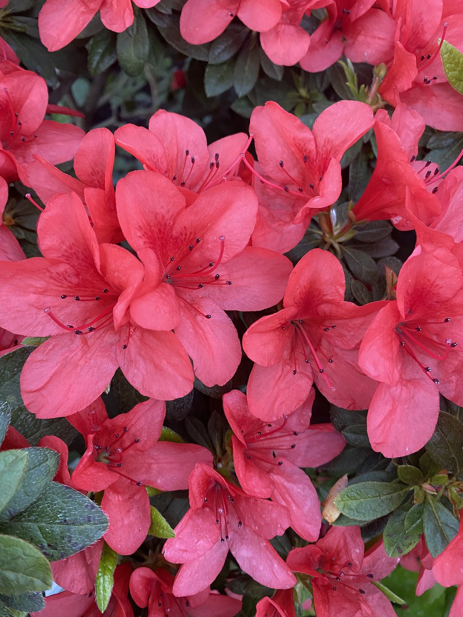 Бабай волохатий tweet media