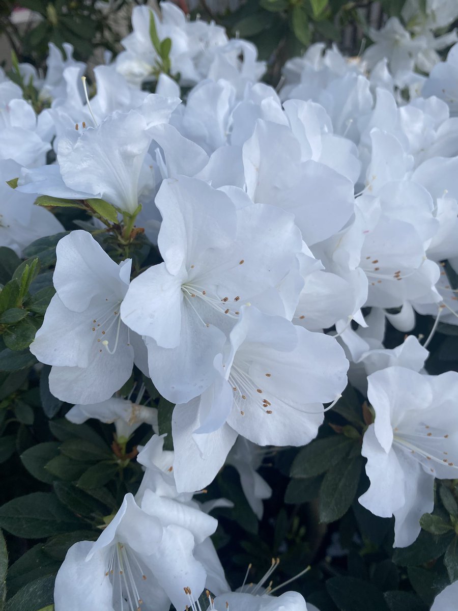 Бабай волохатий tweet media