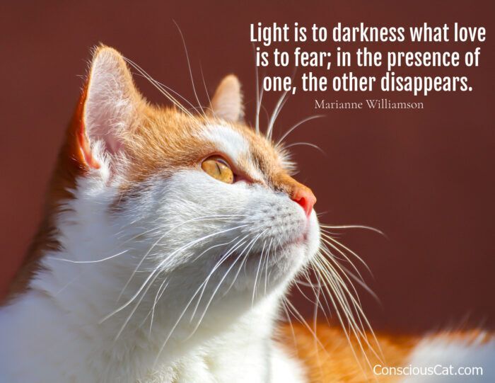 SquirtMcSquirtface with kittens Trickle & Matilda tweet media