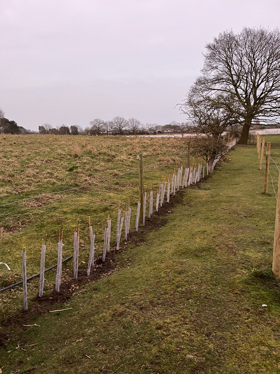 Shot Fox tweet media