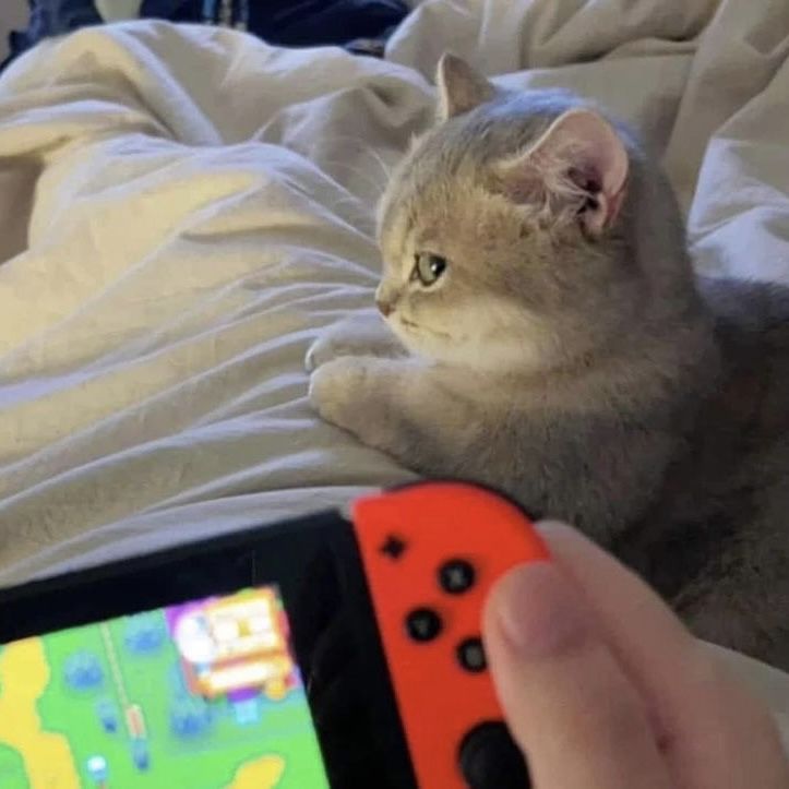 Cats all the way tweet media