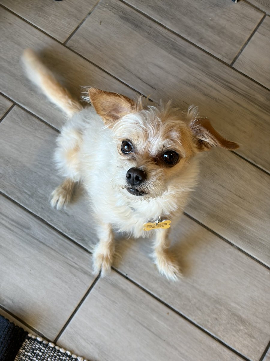 sundevilemily's tweet image. Clemson pic of the day #phxkrugerdogs #chipoo #dogphotography @DogsPhx16964