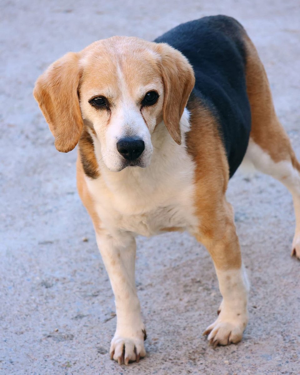 Protectora d'Animals d'Osona tweet media