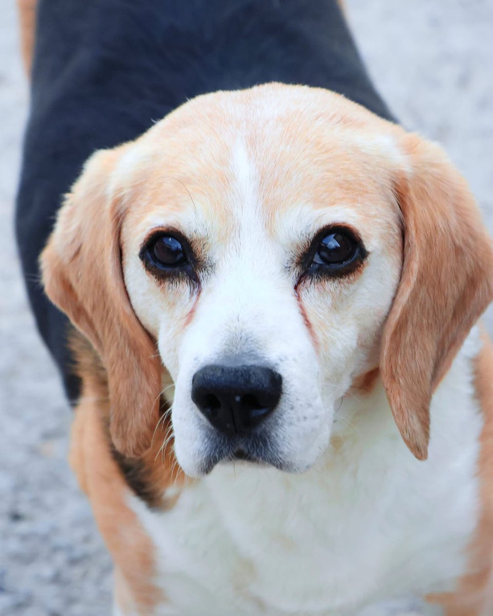 Protectora d'Animals d'Osona tweet media