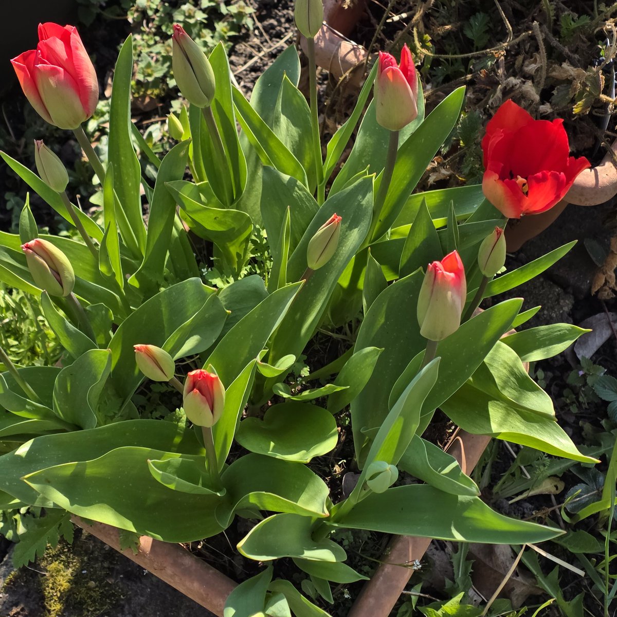 josephiensierag's tweet image. #ElkeDagEenFoto2026 Dag 80
Elke dag een beetje meer #Lente ☺️ Hoe fijn is dat?!
🌷🌷🌷🌷🌷🌷🌷🌷🌷🌷🌷🌷❤️⚘️