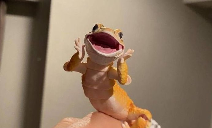 二郎系まっかーちゃー tweet media