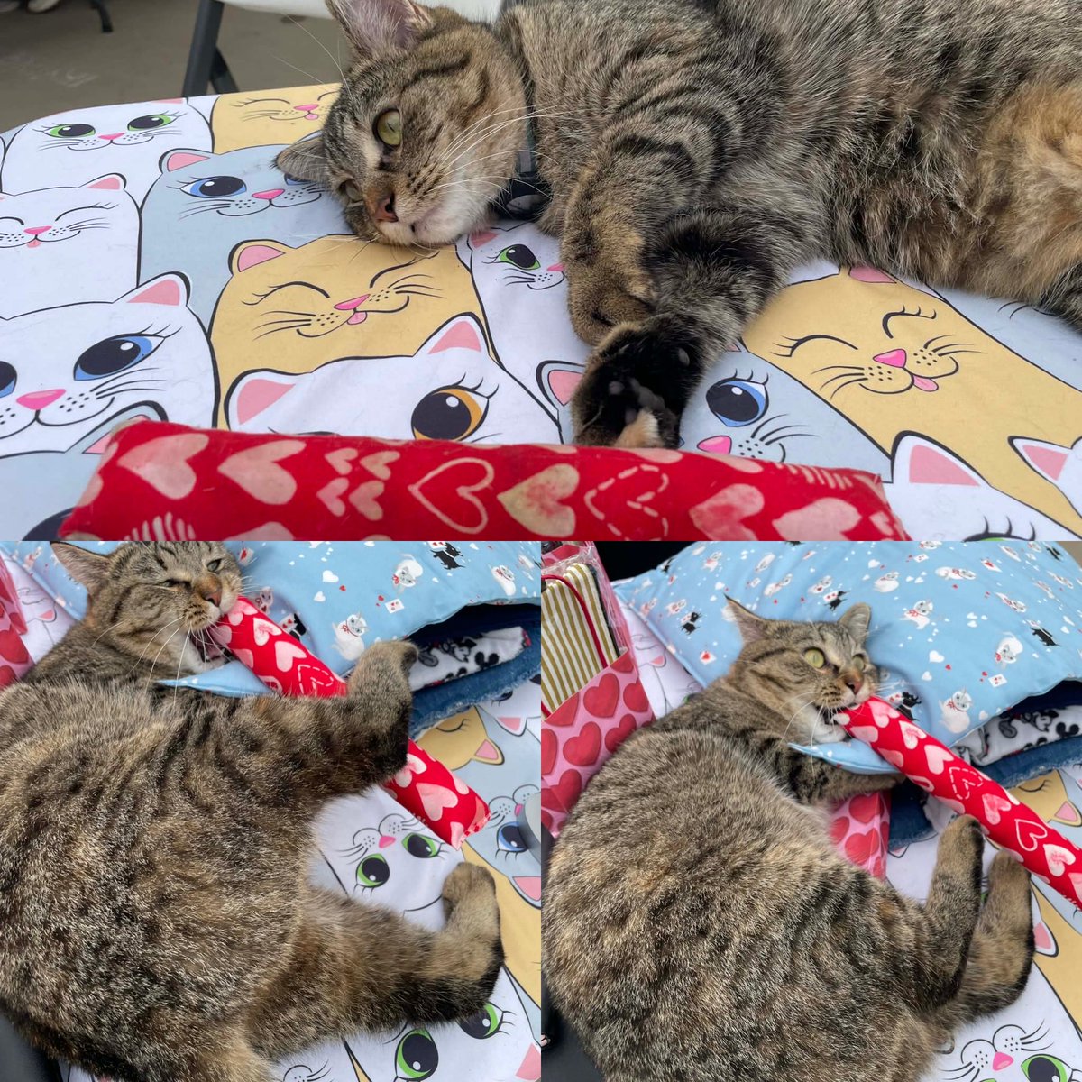 SAFE Team Rescue tweet media