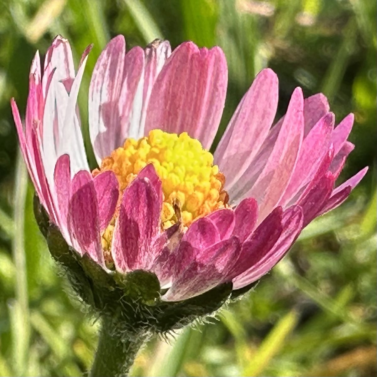 Reda EA 🤙🏼🍉 tweet media