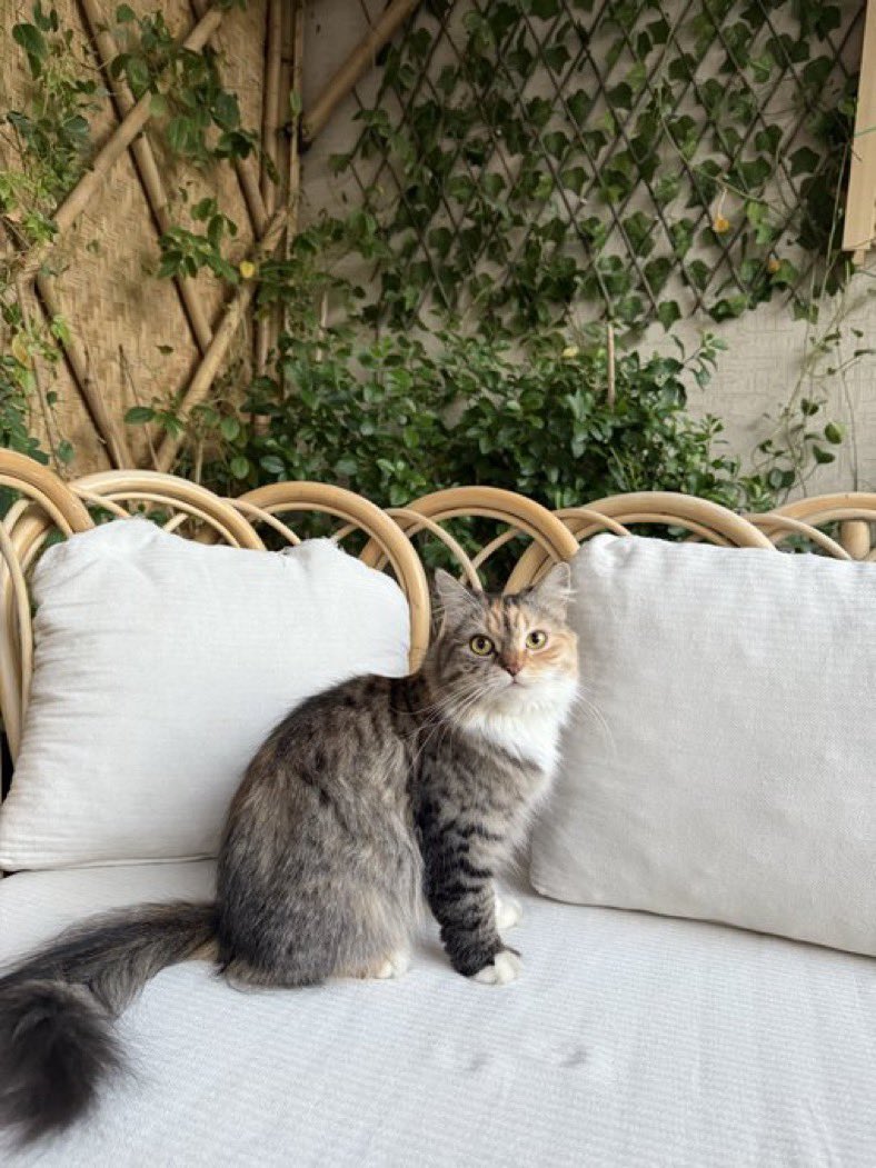 نجود|قط مفقود🐈‍⬛🕸️ tweet media