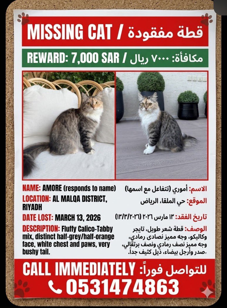 نجود|قط مفقود🐈‍⬛🕸️ tweet media