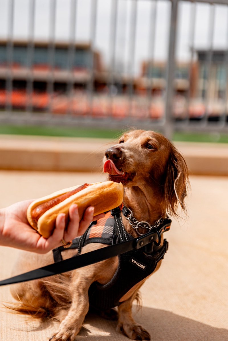 OSU Cowboy Baseball tweet media
