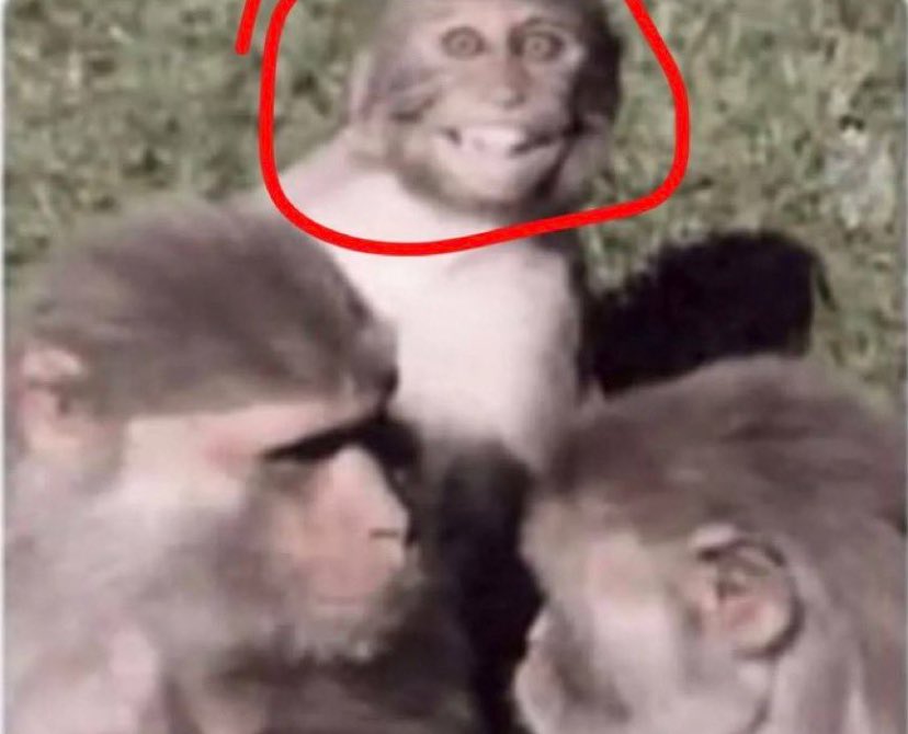 كالميوز tweet media