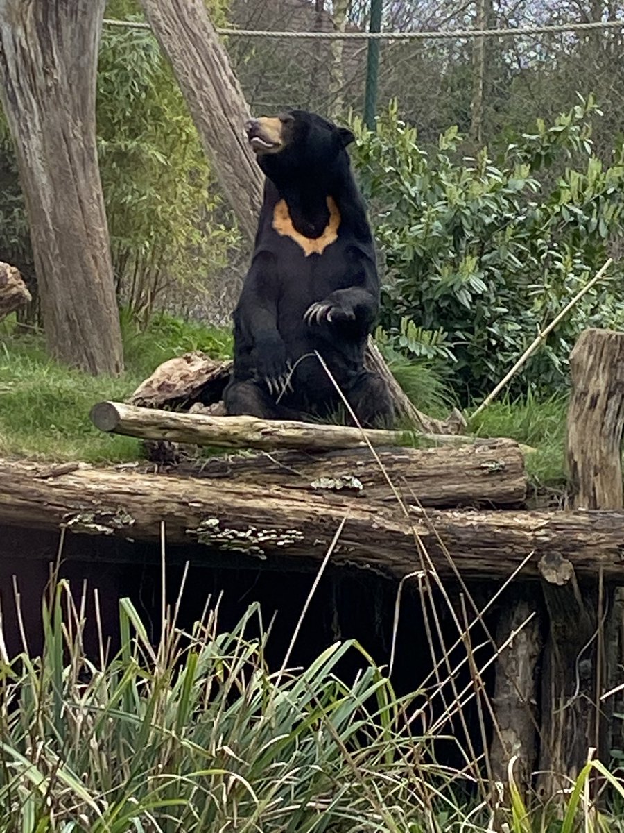 HeidiBT3 Lady caikey member of the house of woofs tweet media