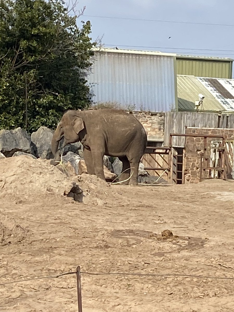 HeidiBT3 Lady caikey member of the house of woofs tweet media