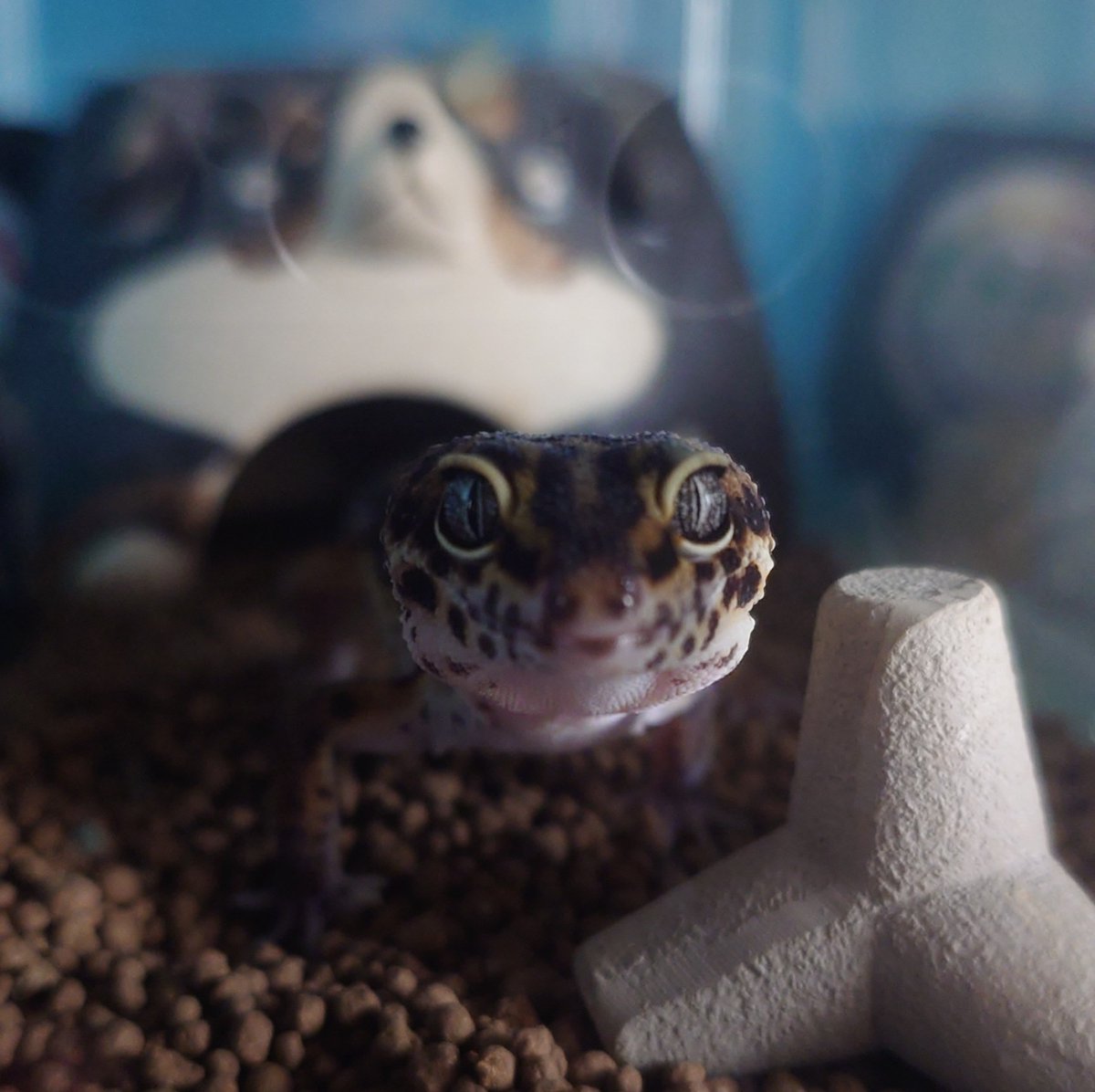 tyrant_ta's tweet photo. 我が家のイケメン🦎 https://t.co/M9v8j3bT5V