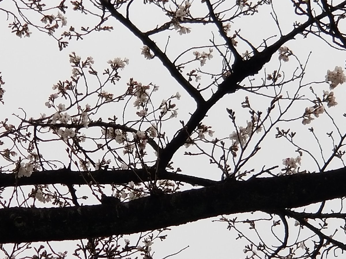 認定NPO法人TSUBASA -新施設クラファン達成しました！- tweet media