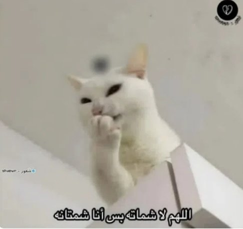 وَفَـاء (فَتاةٌ تَسْعَى) tweet media