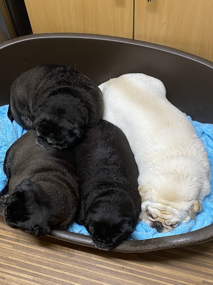 The Gilly Grumble 🐾Here to cause chaos 24/7 🤪 tweet media