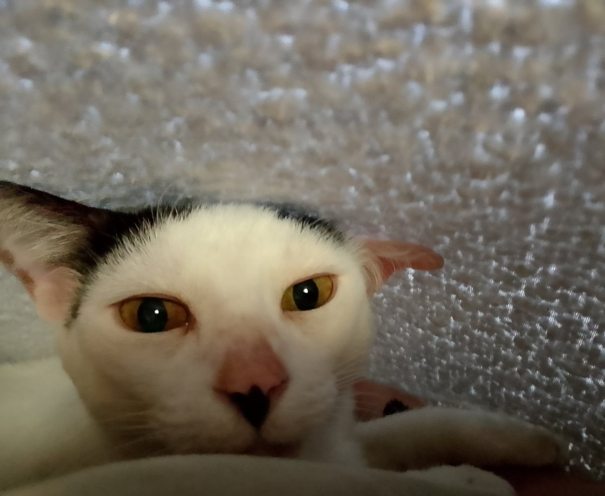 Ana Gasca tweet media