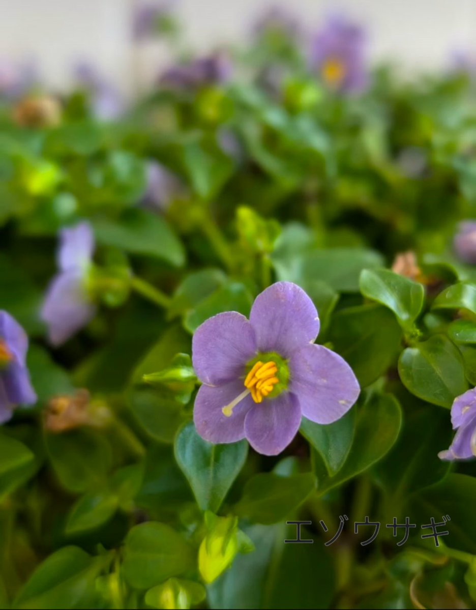 エゾウサギ🥕🌸🇯🇵 tweet media