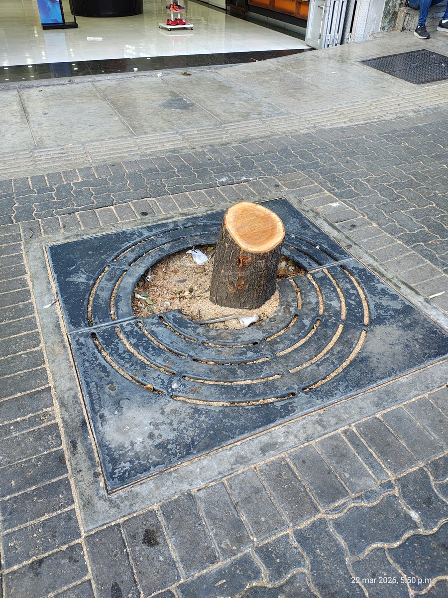 Tala de árboles en Sabana Grande, Caracas. 😱