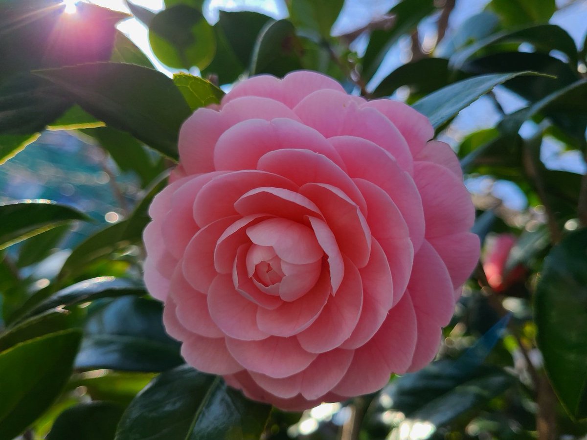 soma☘️ tweet media