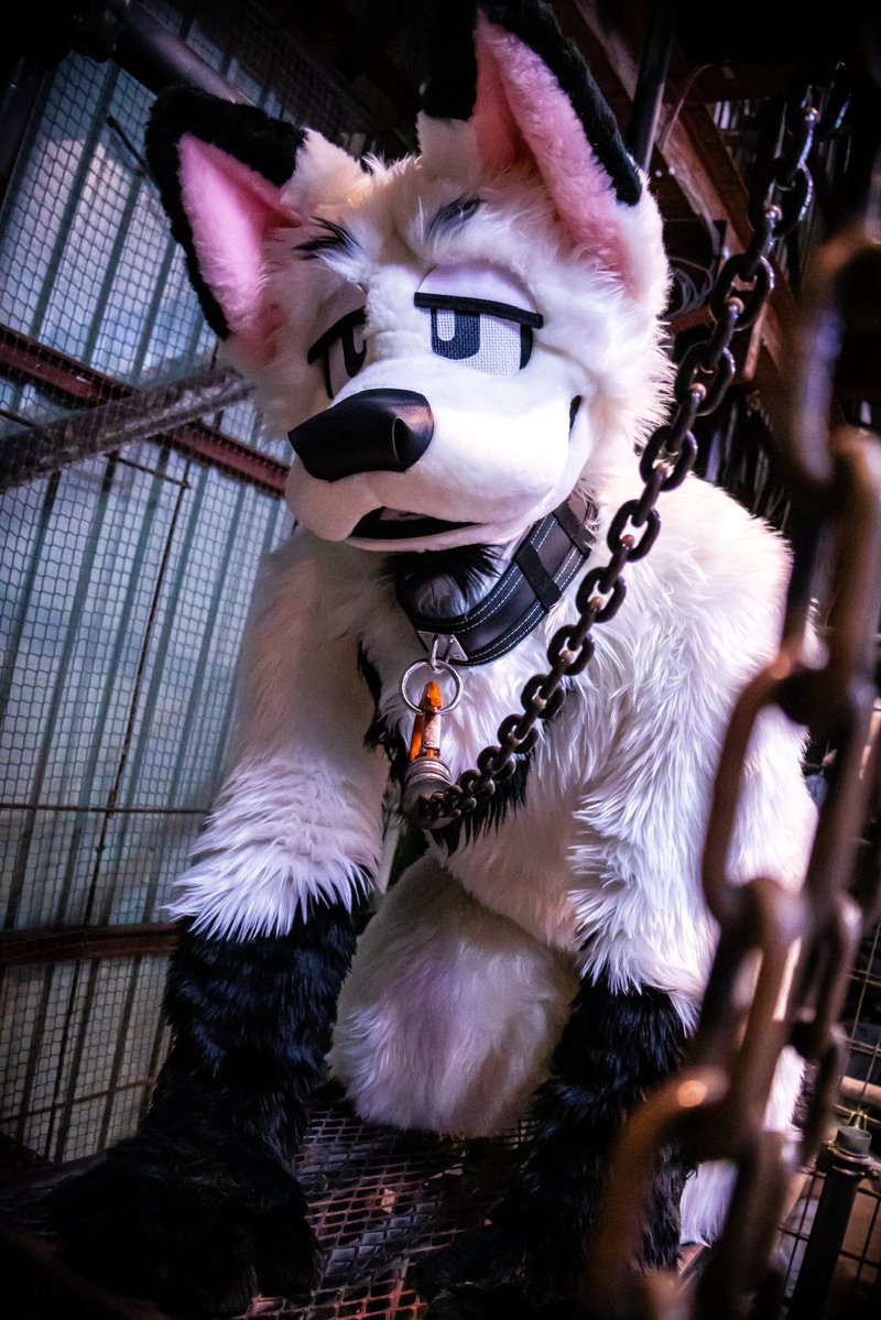 Maximus_Mutt🐶🐕🐾 tweet media