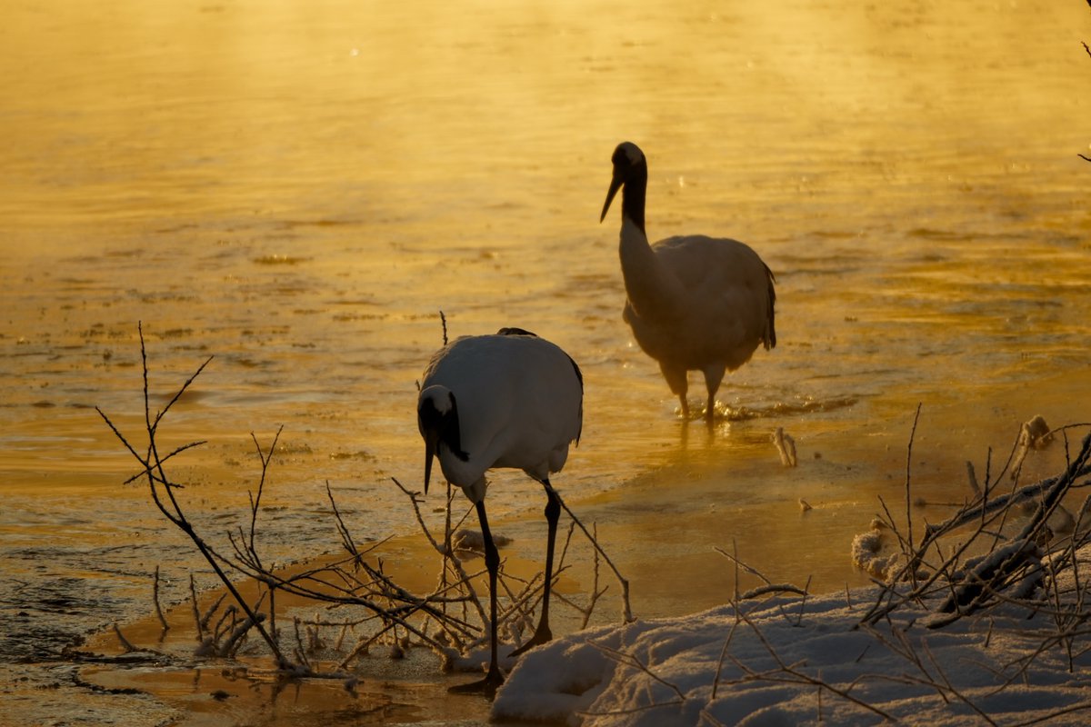 herokey turkay tweet media