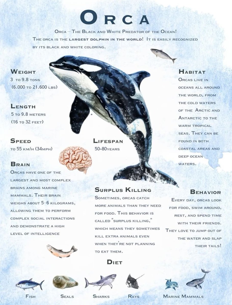 𝐄𝐥𝐥𝐚, 𝘢 𝘣𝘪𝘰𝘭𝘰𝘨𝘢. 🪼 tweet media