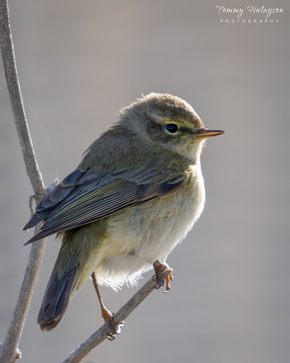 Tommy Finlayson 🇬🇧🇬🇮 tweet media