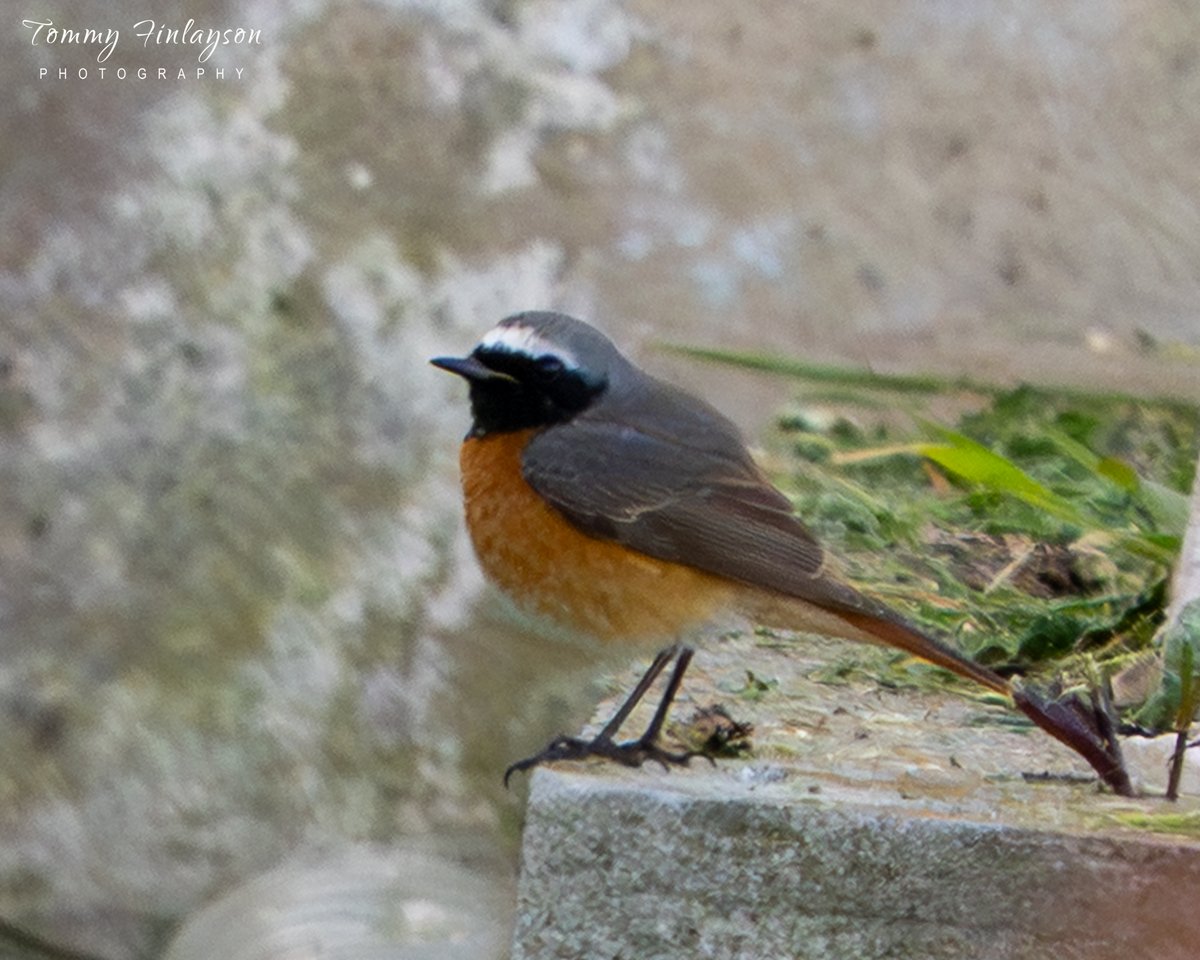 Tommy Finlayson 🇬🇧🇬🇮 tweet media
