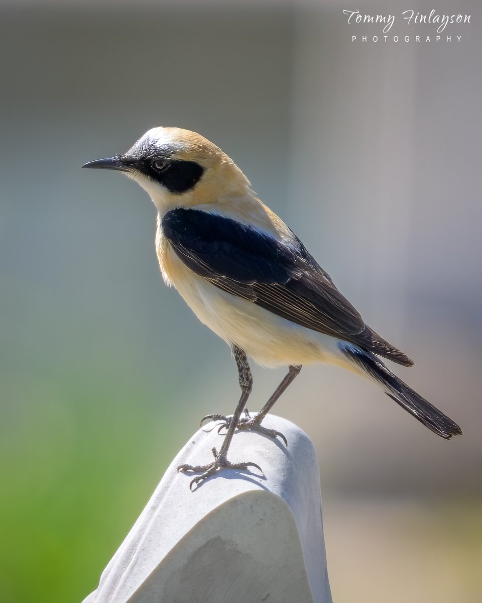 Tommy Finlayson 🇬🇧🇬🇮 tweet media