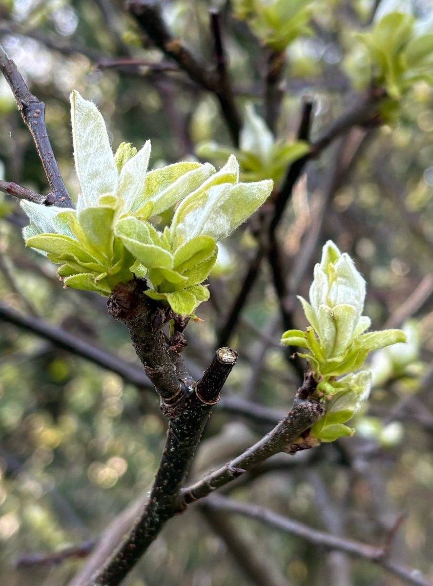 alison levey 🐝🌱🌺 tweet media