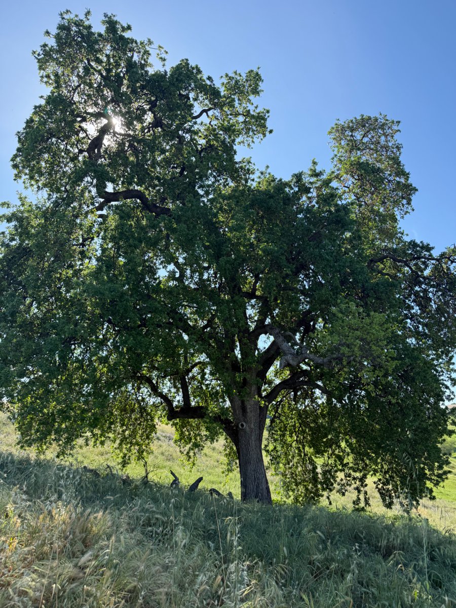 hannaH 🐦⬛✖️✖️ tweet media