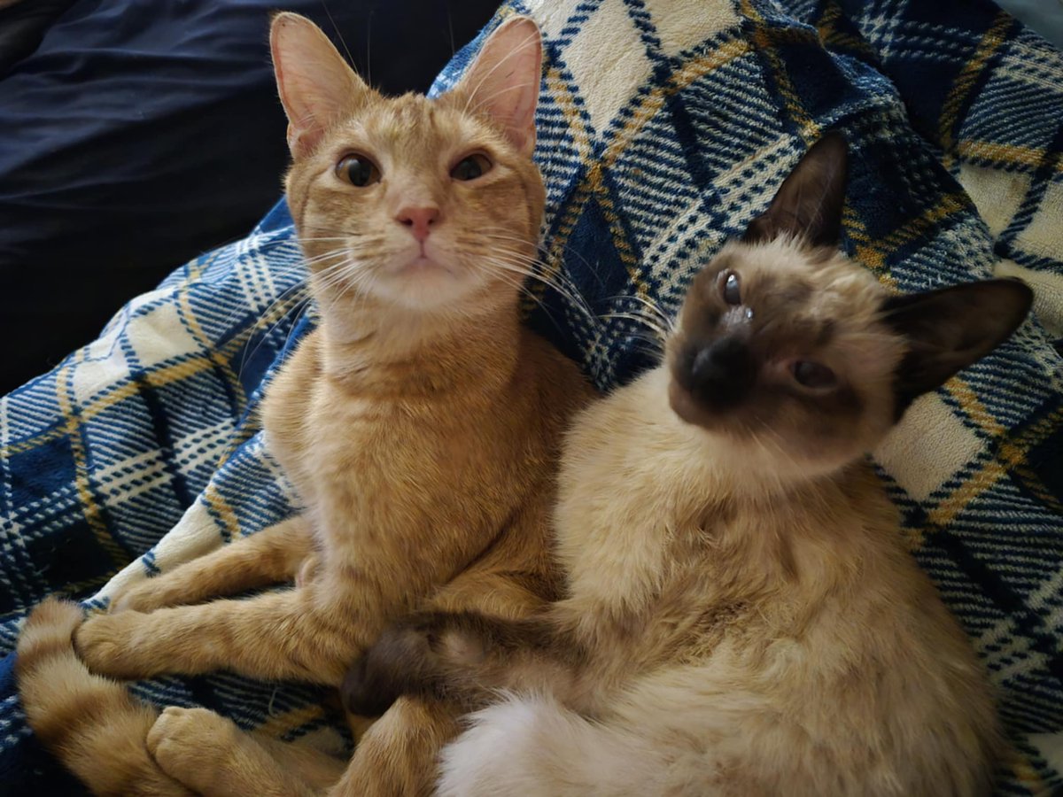 Mark Hopper tweet media