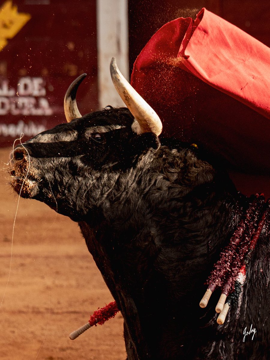 Eugenia Godoy tweet media