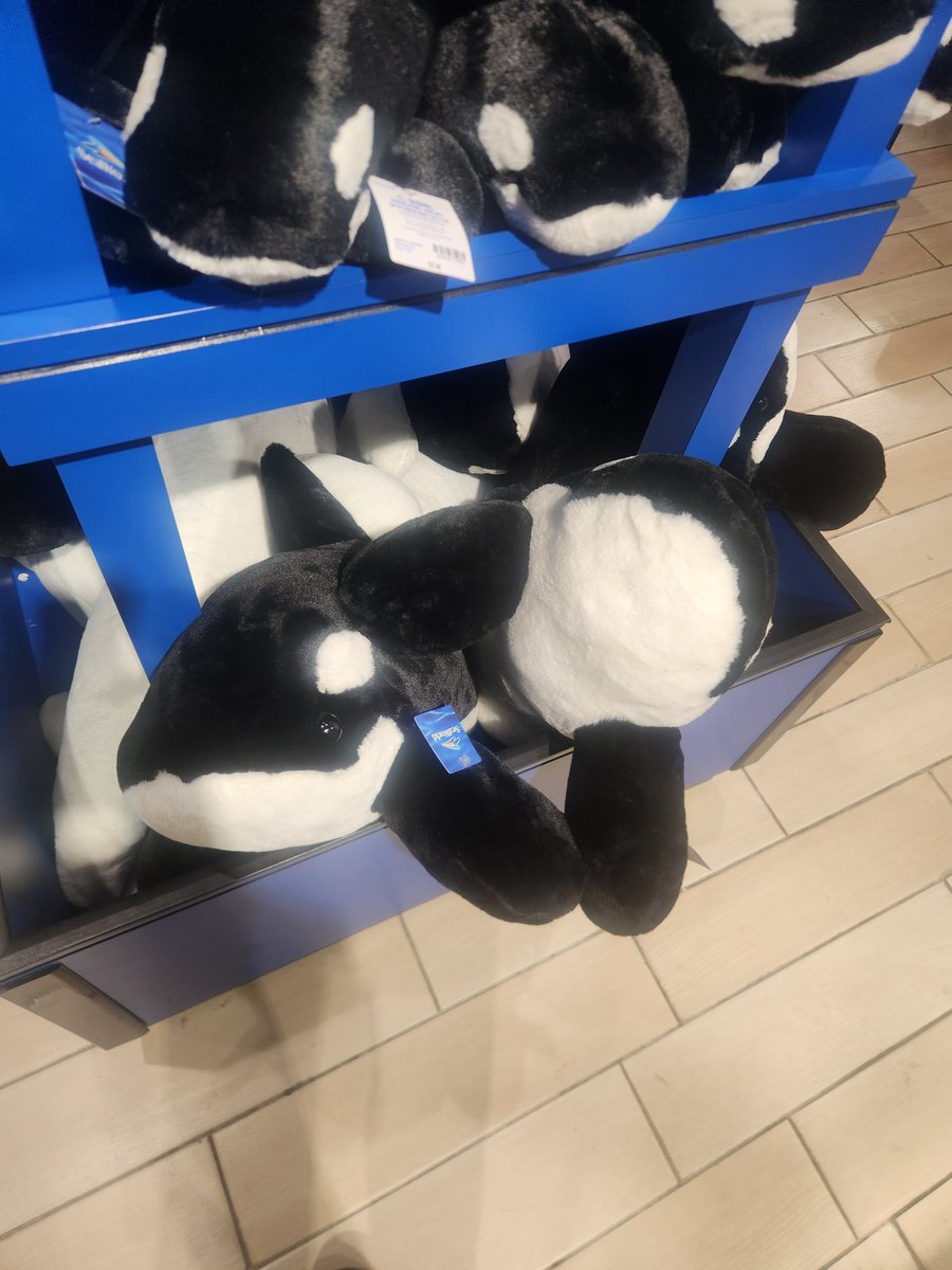 Look at butch of <a href="/shylilytwitch/">Shylily</a> plushies
