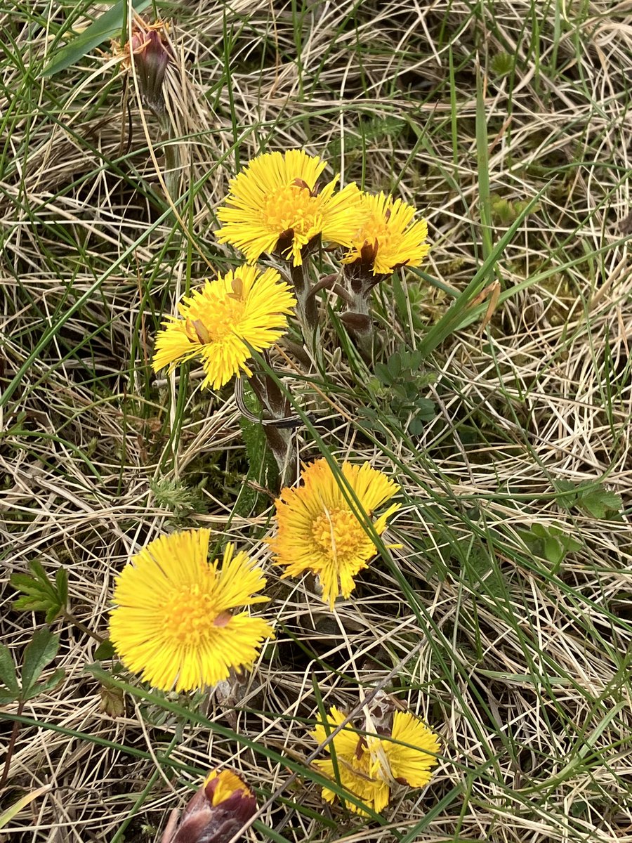 KeithSaunders9's tweet photo. Nice morning @RSPB_OldMoor  Chiffchaffs &amp; robins singing everywhere. 5 whoopers on The Mere. Peregrine, M harrier and buzzards. Redshank on WI. Actually SAW a Cetti’s too!👍 Lots of blossom willows blackthorn and coltsfoot and early cowslips. https://t.co/xUdHeKcQGZ