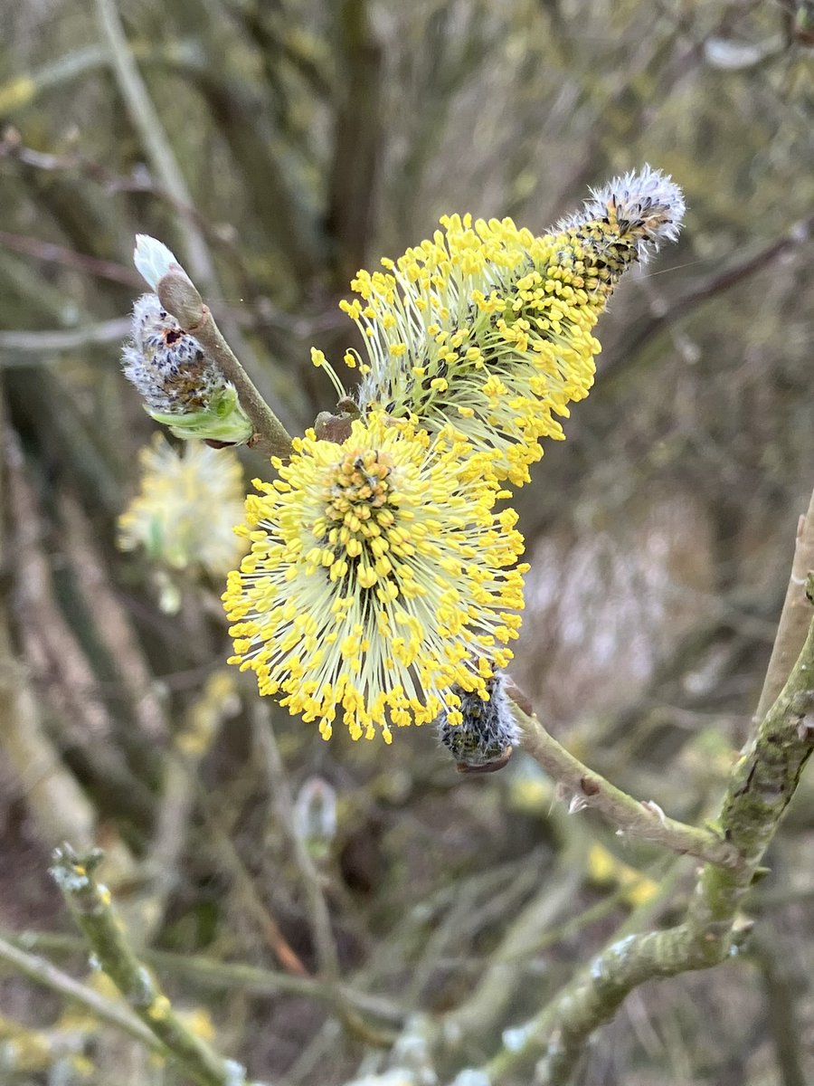 KeithSaunders9's tweet photo. Nice morning @RSPB_OldMoor  Chiffchaffs &amp; robins singing everywhere. 5 whoopers on The Mere. Peregrine, M harrier and buzzards. Redshank on WI. Actually SAW a Cetti’s too!👍 Lots of blossom willows blackthorn and coltsfoot and early cowslips. https://t.co/xUdHeKcQGZ