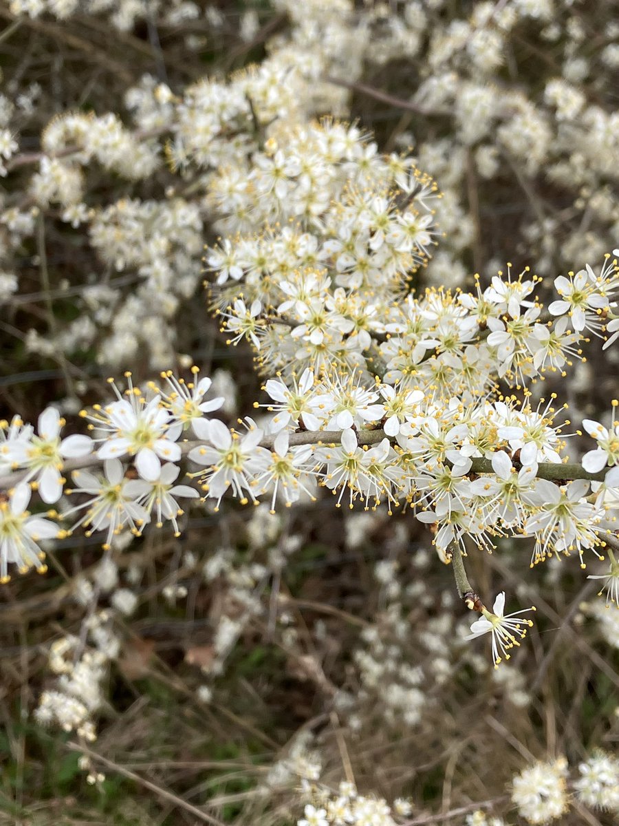 KeithSaunders9's tweet photo. Nice morning @RSPB_OldMoor  Chiffchaffs &amp; robins singing everywhere. 5 whoopers on The Mere. Peregrine, M harrier and buzzards. Redshank on WI. Actually SAW a Cetti’s too!👍 Lots of blossom willows blackthorn and coltsfoot and early cowslips. https://t.co/xUdHeKcQGZ