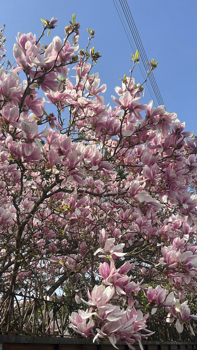 psl ‎ 🥀 tweet media