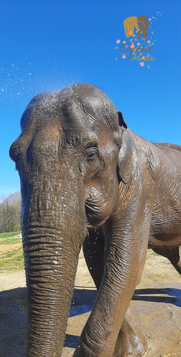 Elephant Haven tweet media