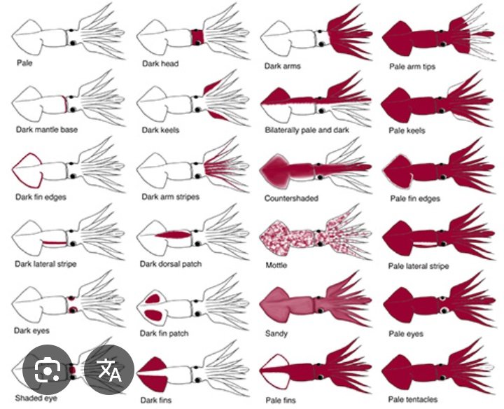 parakeorex ( comision open )🇨🇴 tweet media