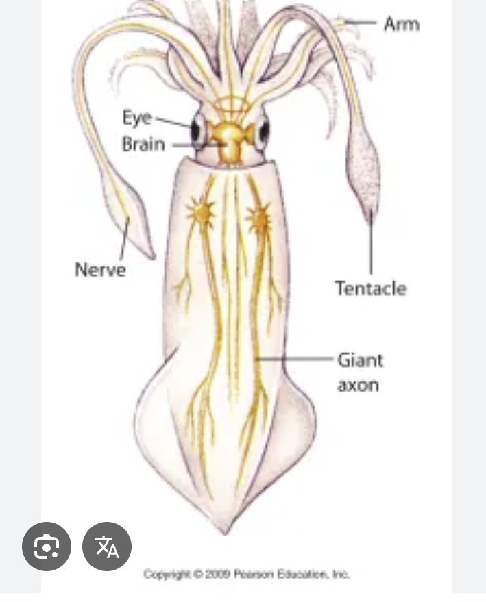 parakeorex ( comision open )🇨🇴 tweet media
