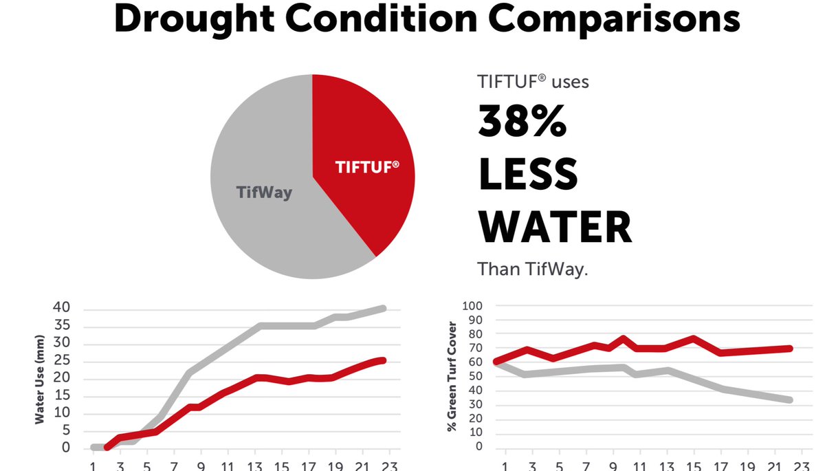 TifTuf Turfgrass - Official Account tweet media