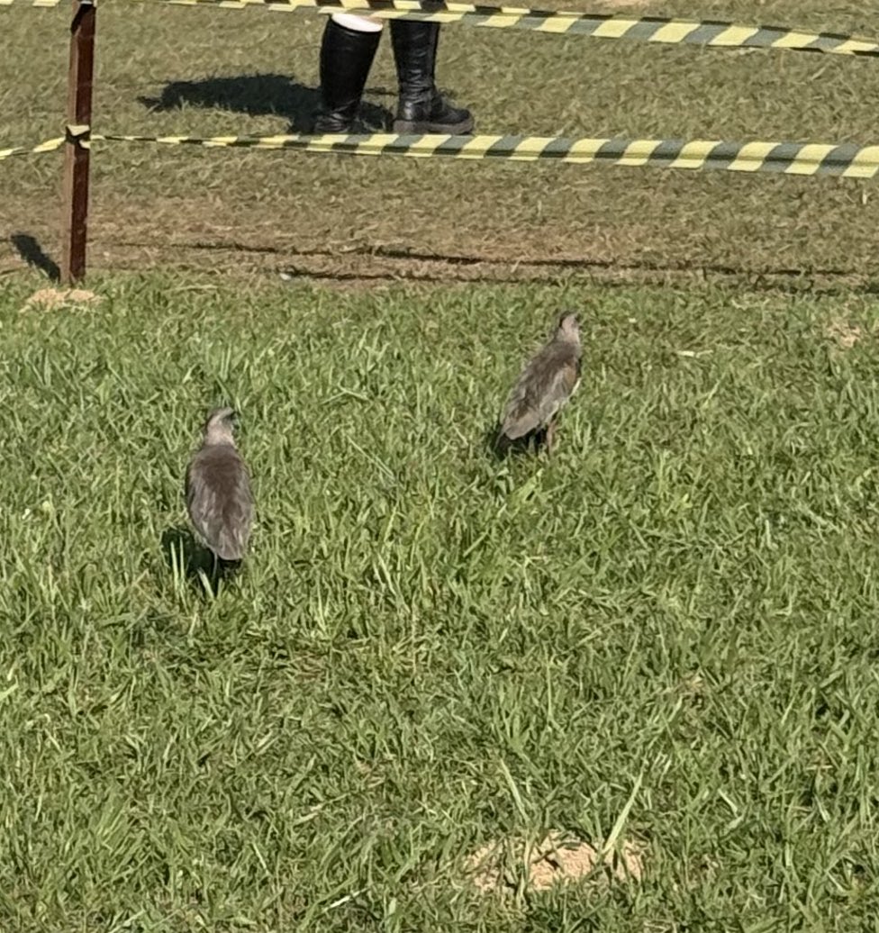 giovanna tweet media